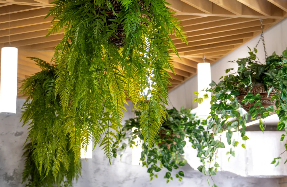 หลักการออกแบบสไตล์ Biophilic Design 